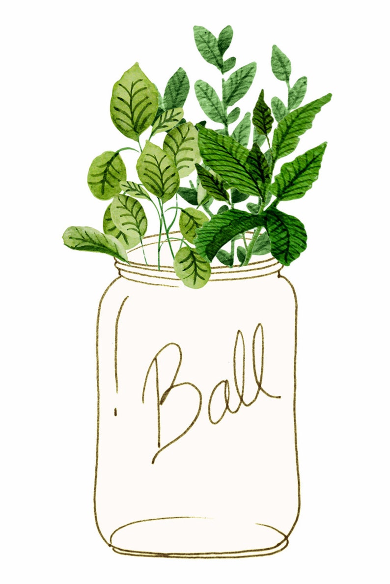 May include: A glass jar with a green leafy plant inside. The jar is labeled "Ball" in brown cursive writing.