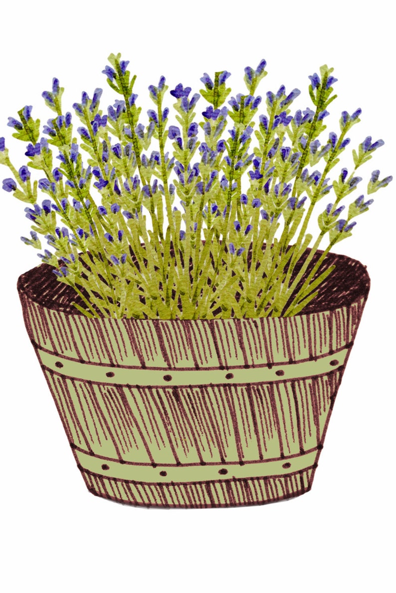 May include: A wooden pot with a green and brown striped pattern filled with a bouquet of lavender flowers. The flowers are purple and green.