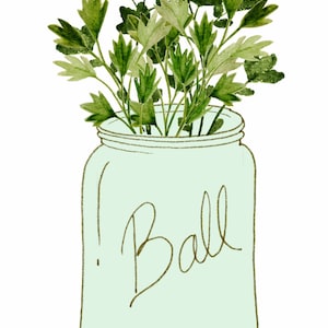 May include: A green glass jar with the word "Ball" written on it. The jar is filled with green leafy herbs.