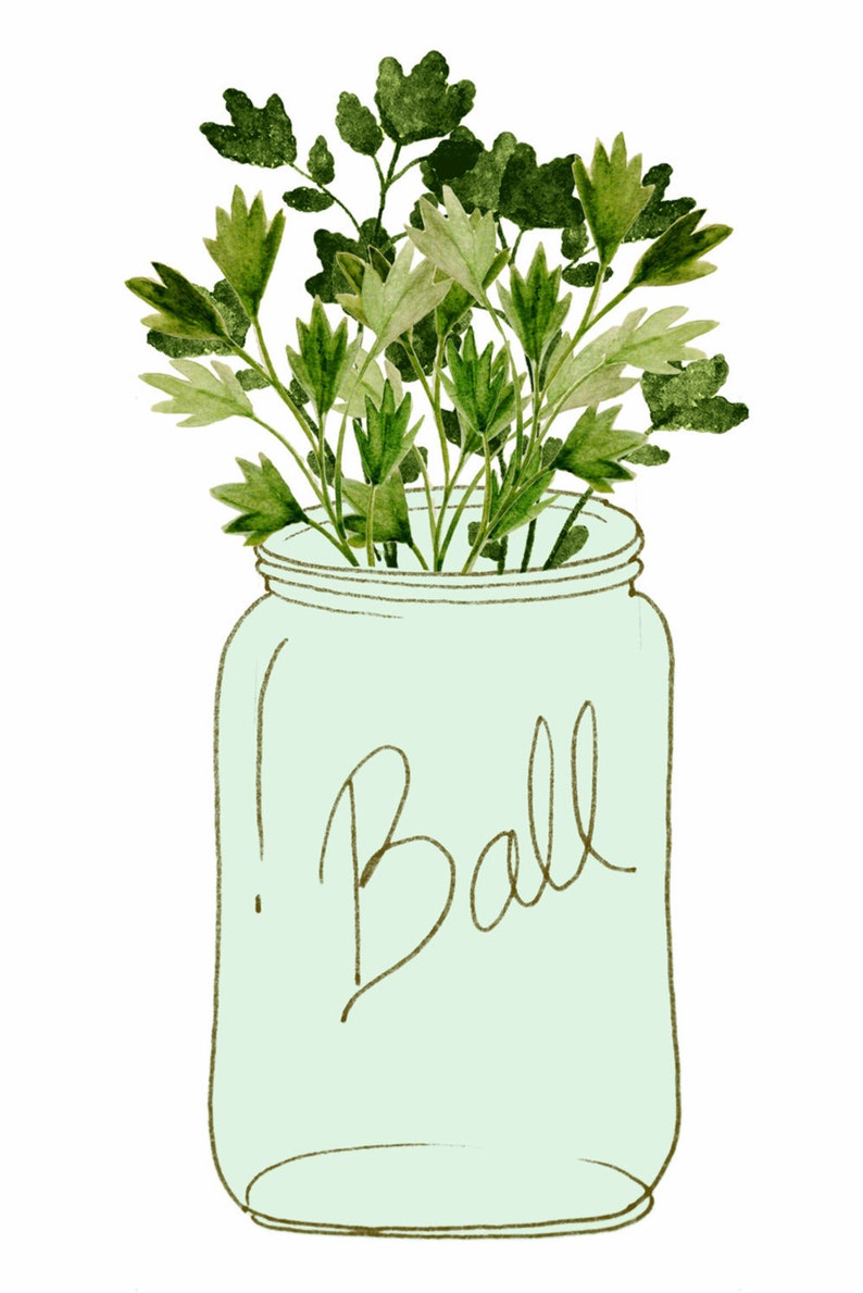 May include: A green glass jar with the word "Ball" written on it. The jar is filled with green leafy herbs.