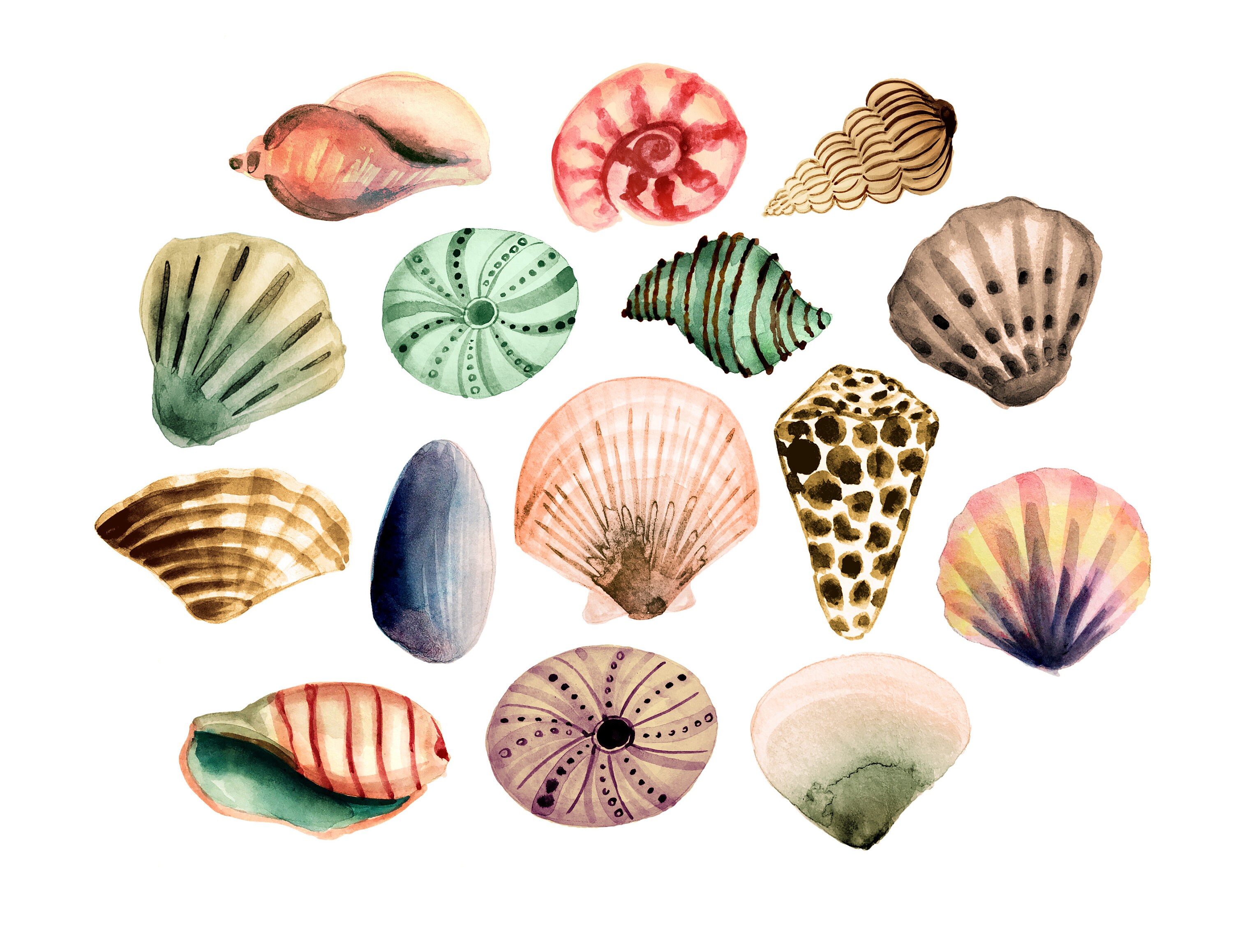 Seashell clipart beach clipart sea clipartsummer clipart | Etsy