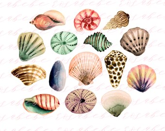 Seashell clipart, beach clipart, sea clipart,summer clipart, watercolor clipart, ocean clipart