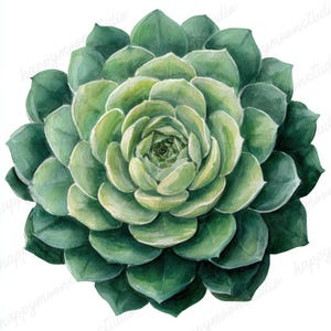 May include: A watercolour illustration of a succulent plant. The plant has layers of green leaves, with lighter green shades in the centre. The leaves are arranged in a circular pattern, creating a symmetrical design. The background is white.