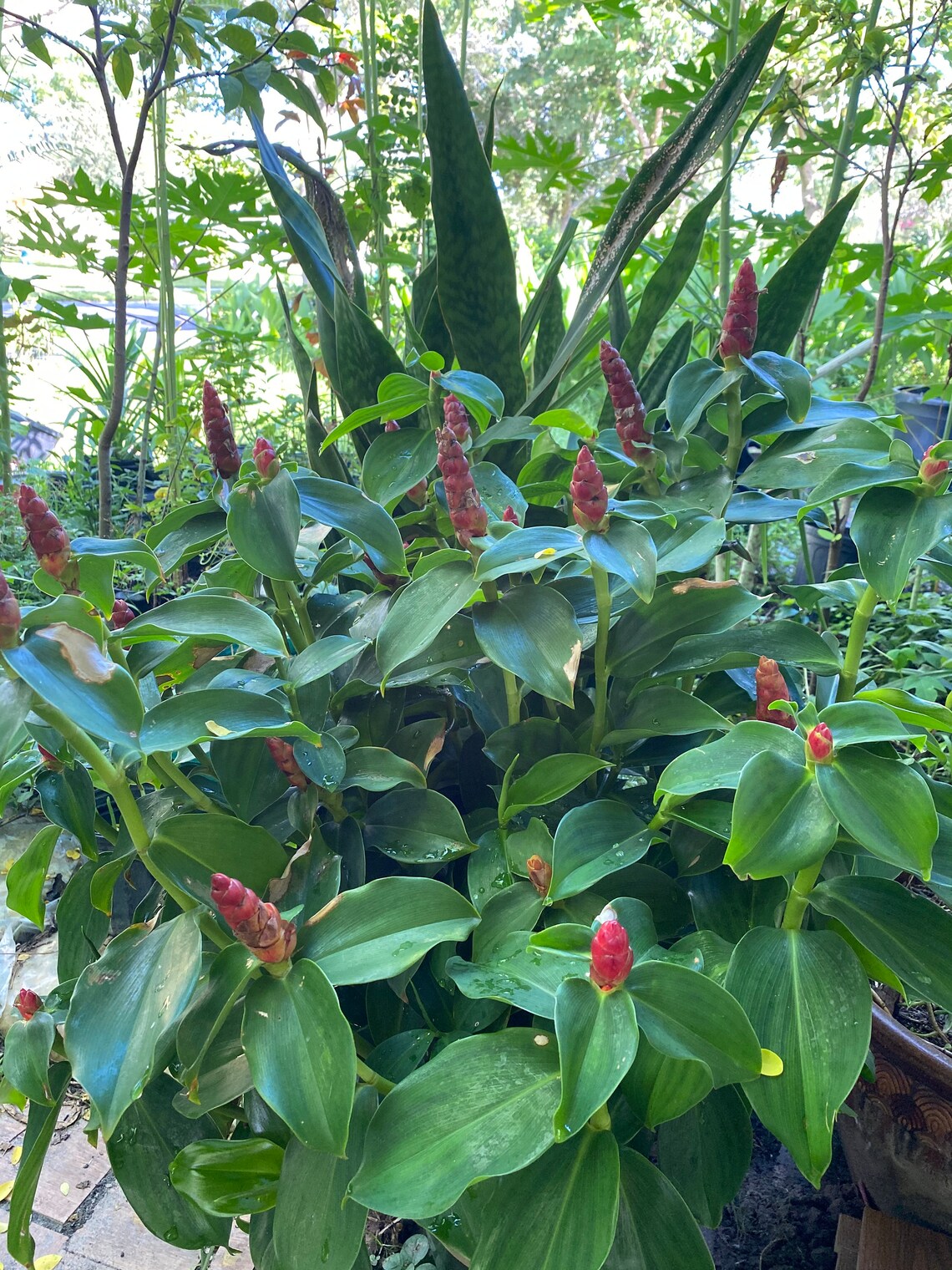red button ginger flower red button ginger flower