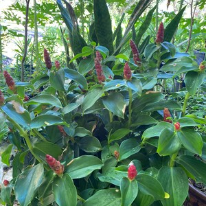 red button ginger plant edible red button ginger plant edible