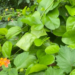 200 grams Thai Green Jelly leaves, Suong Sam, herb, Organic-Non GMO-Culinary-Not Plant