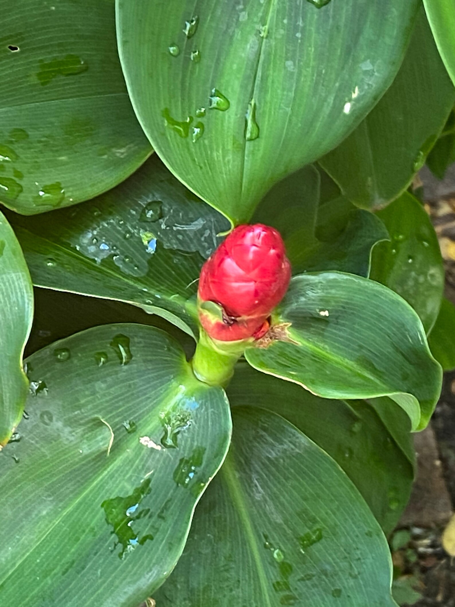 costus woodsonii red button ginger costus woodsonii red button ginger