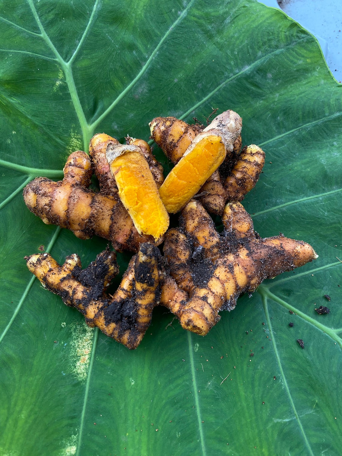 Turmeric Yellow Turmeric Organic grow raw turmeric Etsy