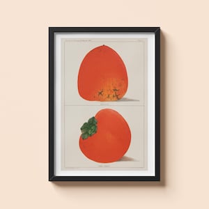 Vintage Food Poster - Persimmons - Kitchen Fruit Wall Art