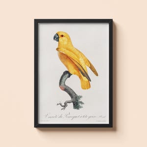 Vintage Senegal Parrot Poster - Francois Levaillant - Yellow Bird Art