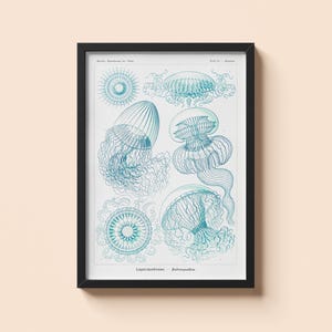Vintage Jellyfish Poster - Ernst Haeckel - Sea Creature Wall Art