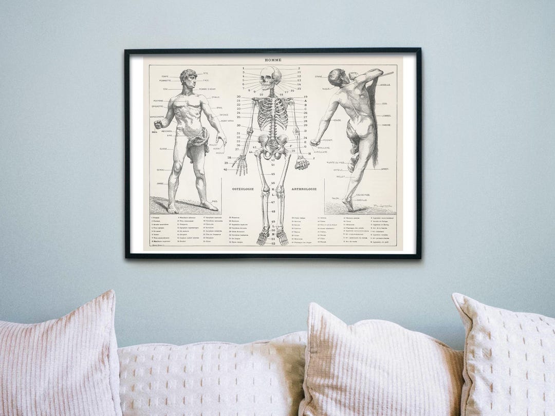 Vintage Anatomy Poster - Human Body - Art Nouveau Wall Art - Etsy Australia