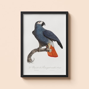 Vintage Grey Parrot Poster - Francois Levaillant - African Bird Wall Art