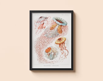 Vintage Jellyfish Poster - Ernst Haeckel - Multicolor Discomedusae Wall Art