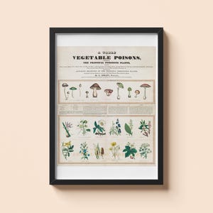May include: Framed vintage botanical print titled "A Table of Vegetable Poisons." The print features detailed illustrations of various mushrooms and plants, with scientific names and descriptions. The artwork is framed in a black frame.