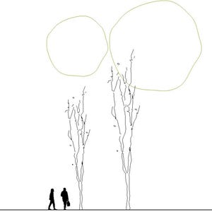 May include: Line drawing of two tall trees with rounded tops, and two people walking below. The trees have thin, detailed branches. The image is in black and white with a white background.