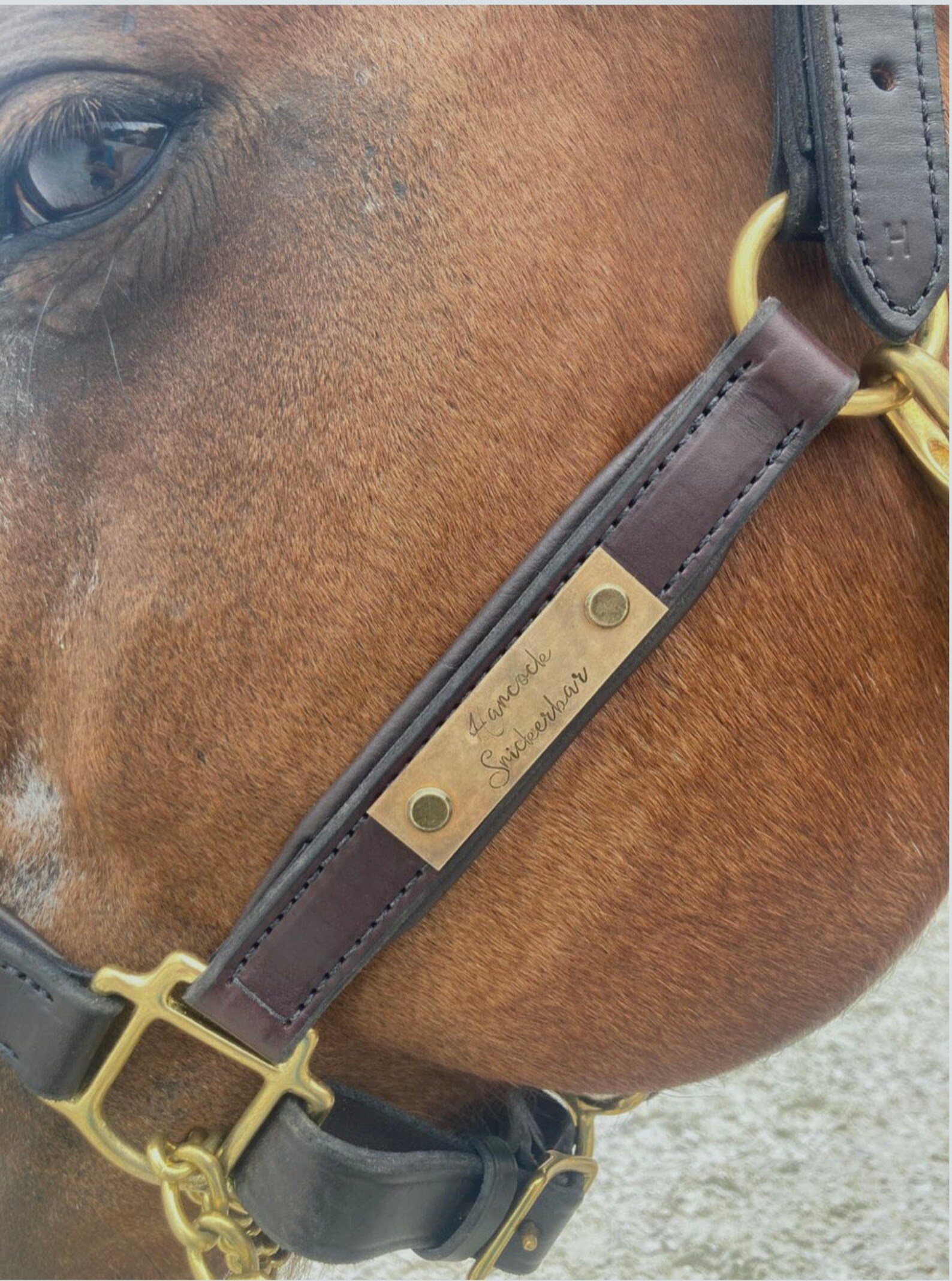 Custom Name Plate for Halter Halter Tag Rivet on Halter Etsy