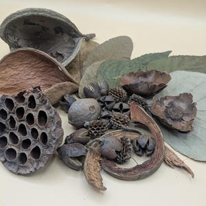 Op de afbeelding: Een verzameling gedroogde botanische elementen, waaronder een bruine lotuszaaddoos, diverse houtachtige zaadomhulsels, kleine stekelige ronde peulen, gebogen schorssegmenten en verschillende platte, gedroogde groene en bruine bladeren.
