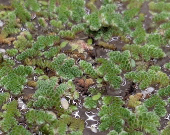 Op de afbeelding: Een dichte cluster van drijvende waterplanten met kleine, overlappende, schubachtige groene bladeren. Het gebladerte heeft een getextureerd, varenachtig uiterlijk met bruinrode tinten en bedekt het oppervlak van het donkere water.