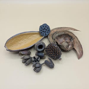 Peut inclure: Une collection d'éléments botaniques séchés comprenant une grande gousse brune creuse en forme de bateau avec un intérieur jaune texturé, une capsule de graines de lotus gris foncé, une boucle ligneuse en spirale, un cône brun épineux et plusieurs petites gousses arrondies.