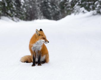 Red Fox in Snow Photo Print, Winter Wildlife Art (18x12)
