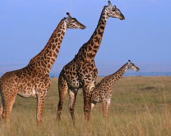 Impresión fotográfica de jirafas de Masai Mara, arte mural de animales africanos (36 x 24)
