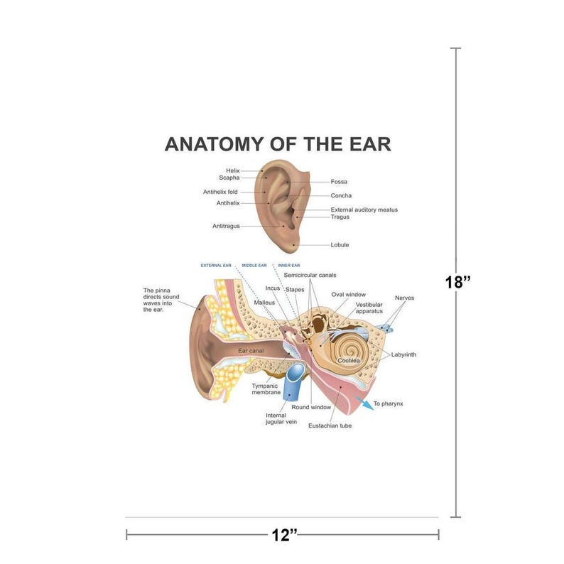 Anatomy of the Human Ear Diagram Chart Cool Wall Art Print Poster - Etsy