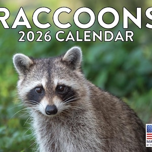 Raccoon Calendar 2026 Monthly Wall Calender 12 Month | American Made In The USA
