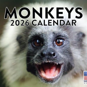 May include: A 2026 calendar featuring a close-up of a monkey's face with its mouth open. The monkey has a black face and light fur. The calendar title "MONKEYS 2026 CALENDAR" is at the top. The image includes a "Made in USA" logo.
