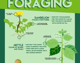 Urban Foraging Guide Art Print: Edible Plants, Nature Poster (16x24)