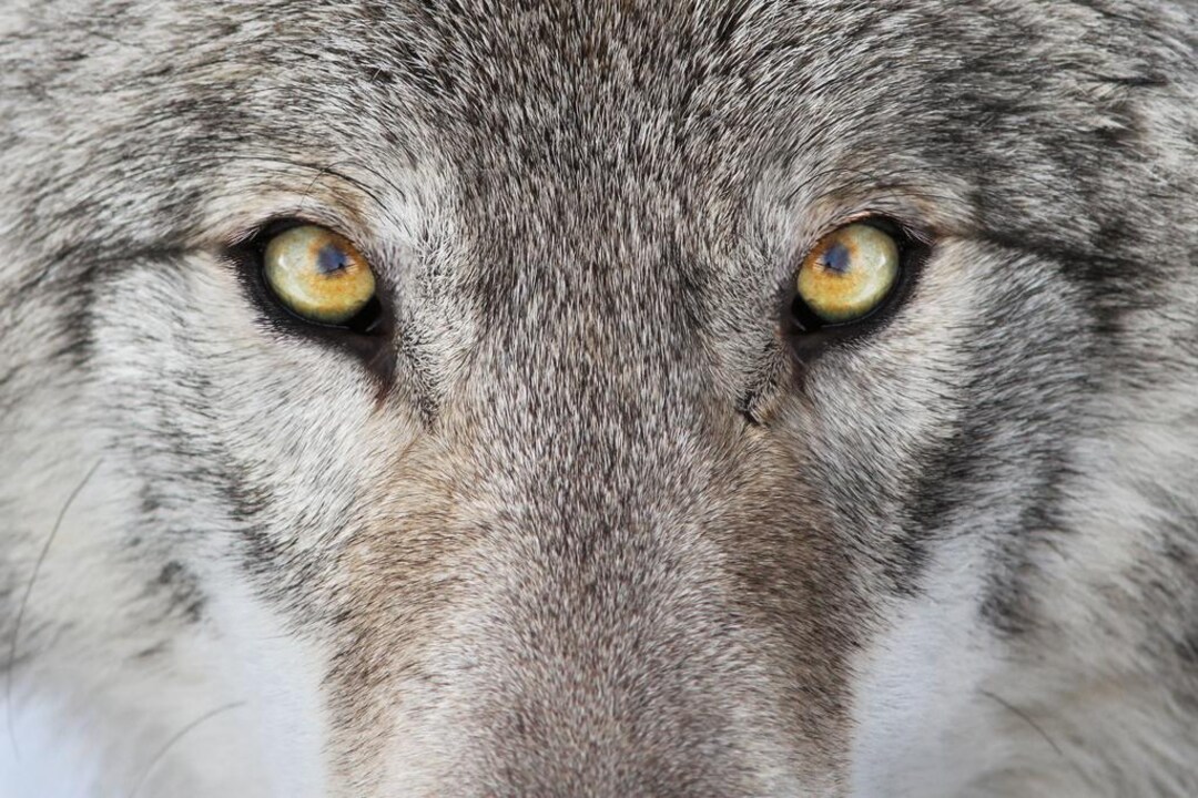 Gray Wolf Eyes Close up Portrait Art Print (18x12) - Etsy