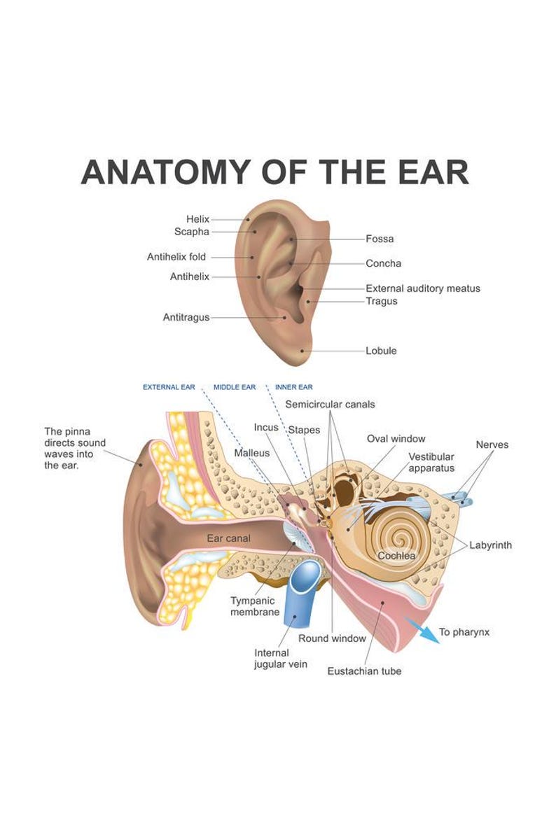 Laminated Anatomy of the Human Ear Diagram Chart Poster Dry Erase Wall ...