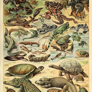 May include: Vintage illustration of various reptiles, including snakes, lizards, turtles, and crocodiles. The image features detailed drawings with labels like "Boa," "Cobra," and "Crocodile," showcasing a variety of species.