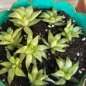 Haworthia Cymbiformis Cuspidata Succulent Rooted Live Plant