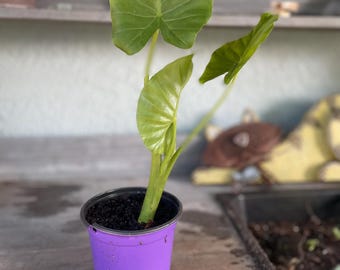 Young Alocasia Plant - Elephant Ear Tropical Foliage