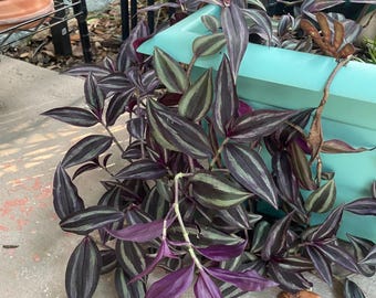 Wandering Jew Trailing-Tradescantia Zebrina  Rooted Plant