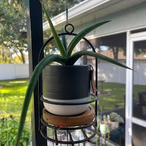 Cylindrical Snake Plant