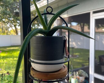 Cylindrical Snake Plant