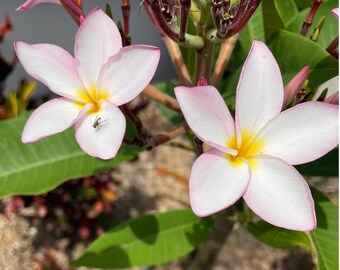 Pink Plumeria (Frangipani) Fresh Cuttings – Live End or Double Cut – Tropical Flowering Plant