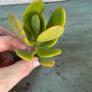 Crassula ovata Jade Plant Live Succulent Cutting Easy Care