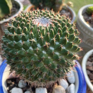 Parodia magnifica – Live Cactus 4-5” Ball Cactus – Symmetrical Round Cactus – Easy Care – Drought Tolerant