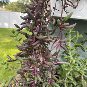 String of Rubies Cutting | Othonna capensis | Purple Trailing Succulent | Bright & Colorful