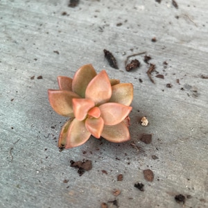 Graptopetalum Live Succulent Cutting Easy Care Drought Tolerant