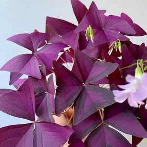 Purple Oxalis Triangularis Bulb(s) – Purple Shamrock Rhizomes – Indoor/Outdoor Grow