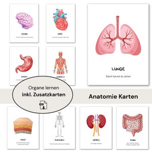 Körper Lernen Kinder | Montessori Anatomiekarten für Kindergarten, Vorschule & Zuhause | Körperteile, Organe, Anatomie Spielkarten, PDF