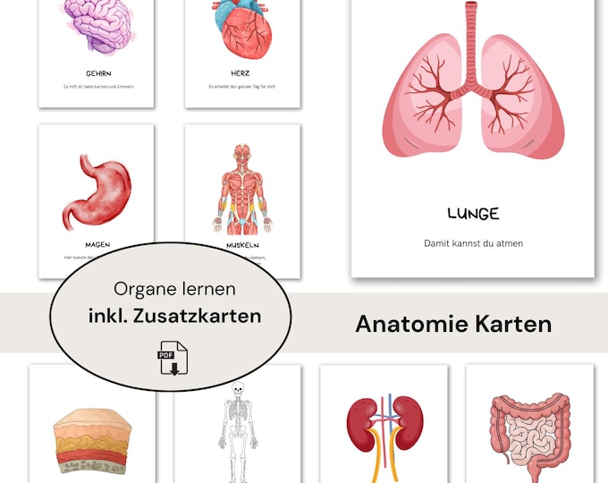 32 Lernkarten Körper Bildkarten Kinder zum Ausdrucken Kindergarten ...