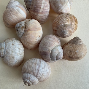 Wine Snail Shells