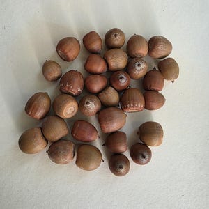 Natural Red Oak tree Acorns