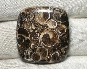 Fossile Turritella Muschel Natürlicher Turritella Achat Cabochon: Polierter Edelstein, 39,25 ct