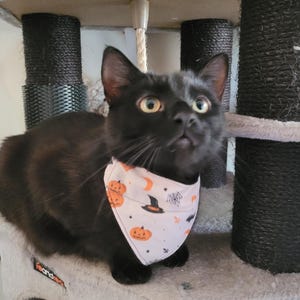 Halloween Over-the-Collar Bandana for Cats & Small Dogs. Size S